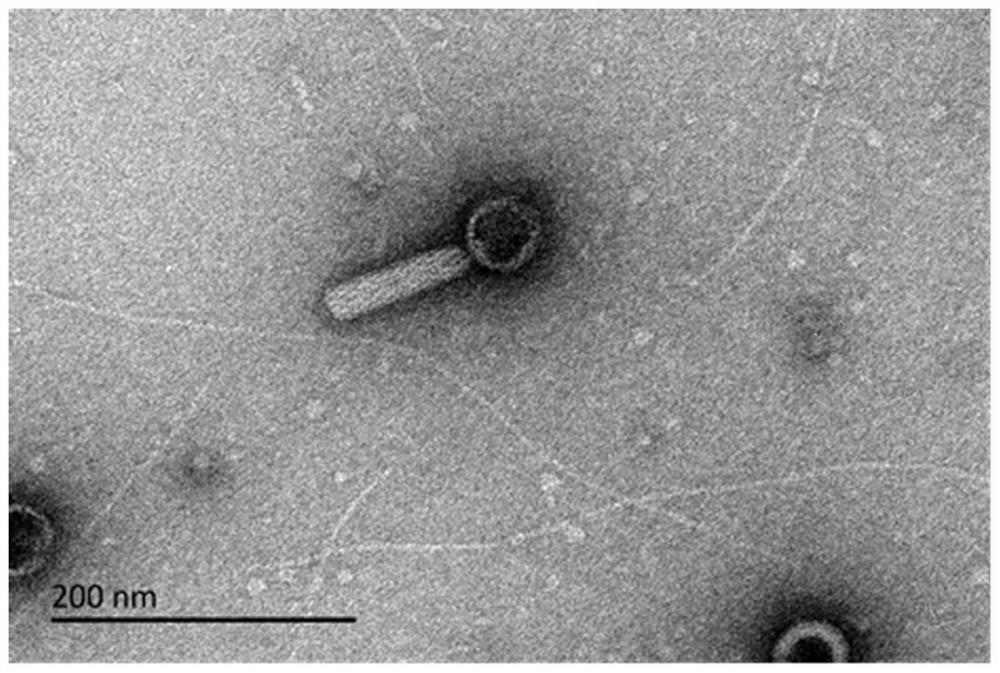 Edwardsiella catfish bacteriophage EIP-1 and application thereof