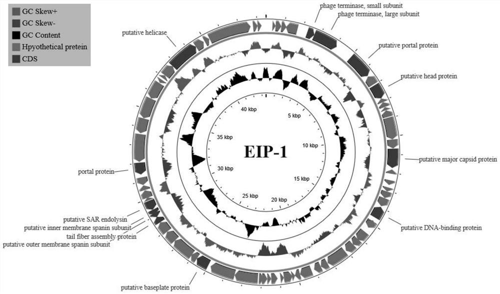 Edwardsiella catfish bacteriophage EIP-1 and application thereof
