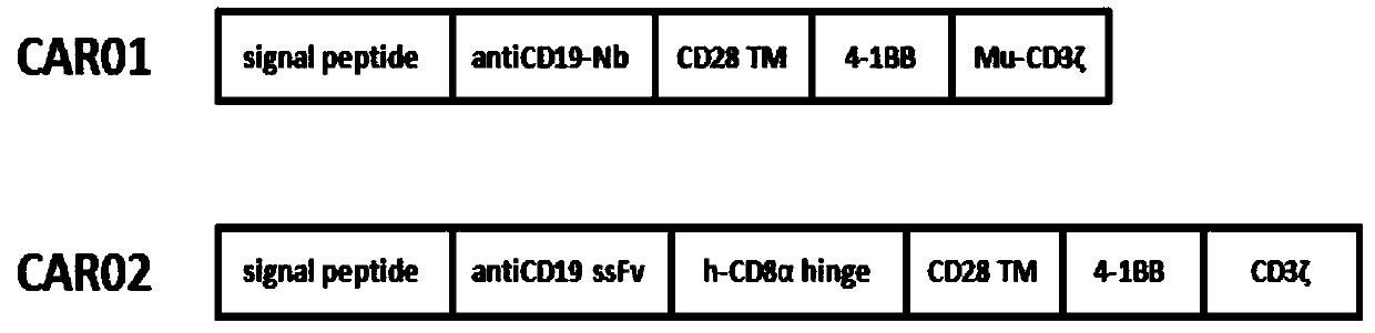 A novel chimeric antigen receptor (CAR) targeting CD19 and its application