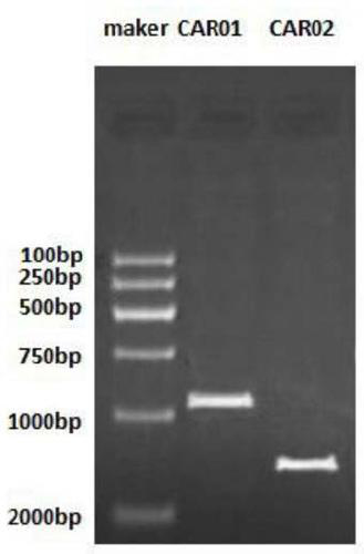 A novel chimeric antigen receptor (CAR) targeting CD19 and its application