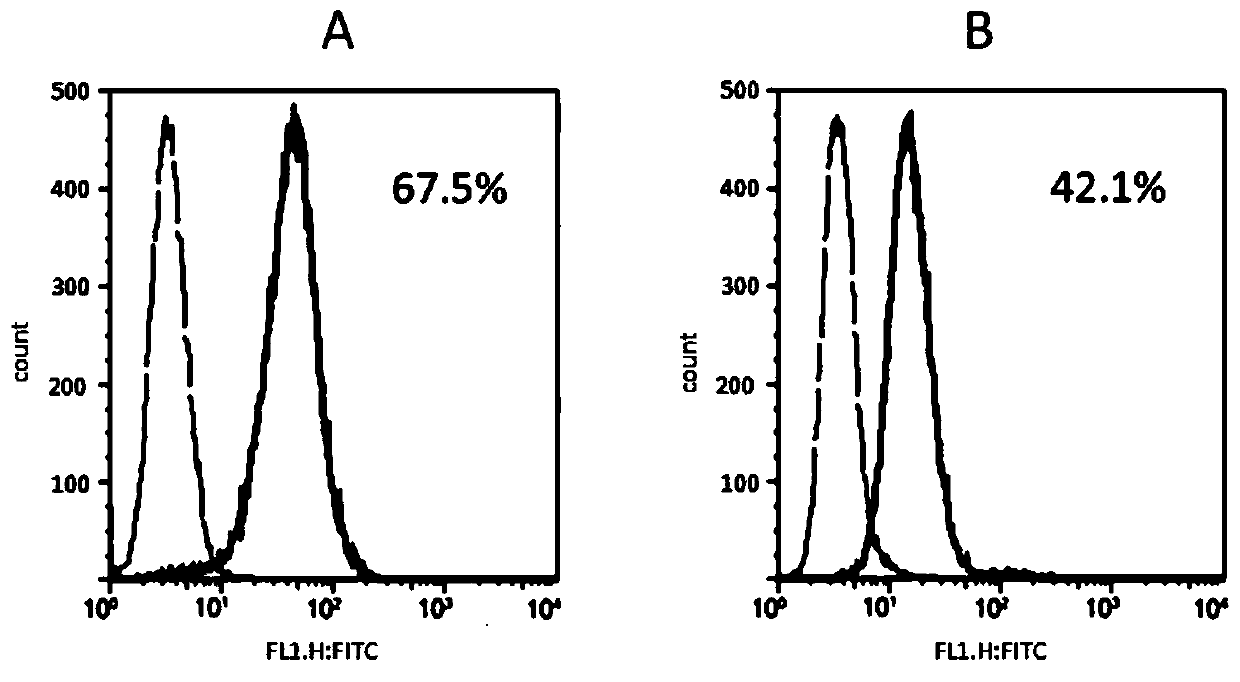 A novel chimeric antigen receptor (CAR) targeting CD19 and its application