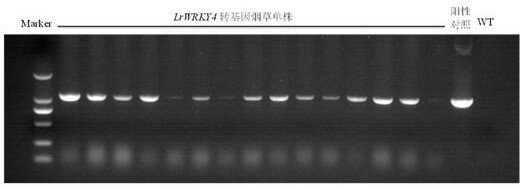 A Minjiang lily wrky transcription factor gene lrwrky4 and its application