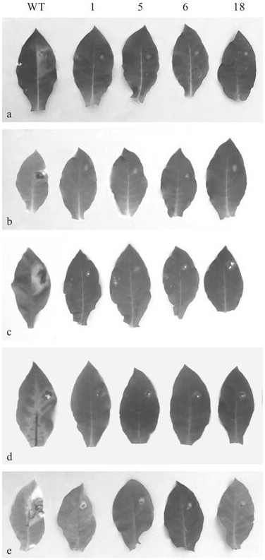 A Minjiang lily wrky transcription factor gene lrwrky4 and its application