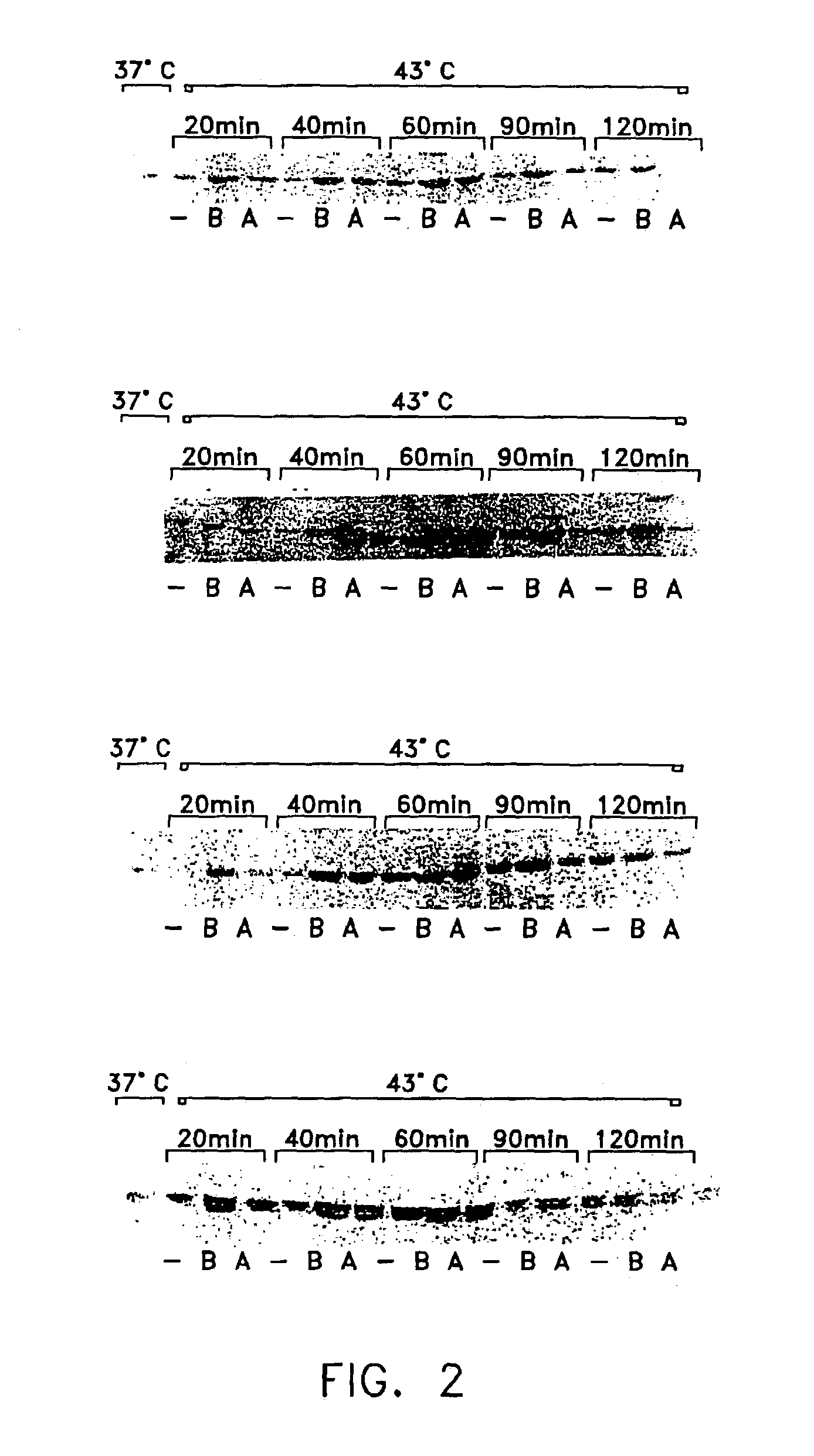 Method of enhancing cellular production of molecular chaperon, hydroxylamine derivatives useful for enhancing the chaperon production and the preparation thereof