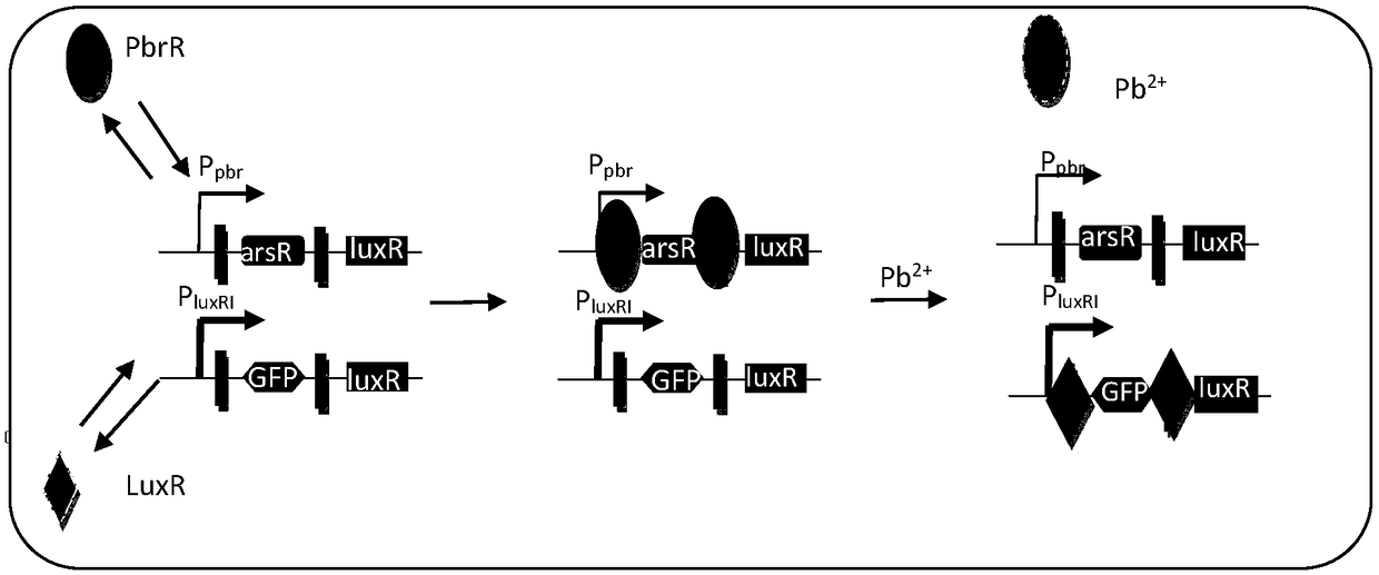 Method for establishing lead ion sensitive whole-cell biosensor