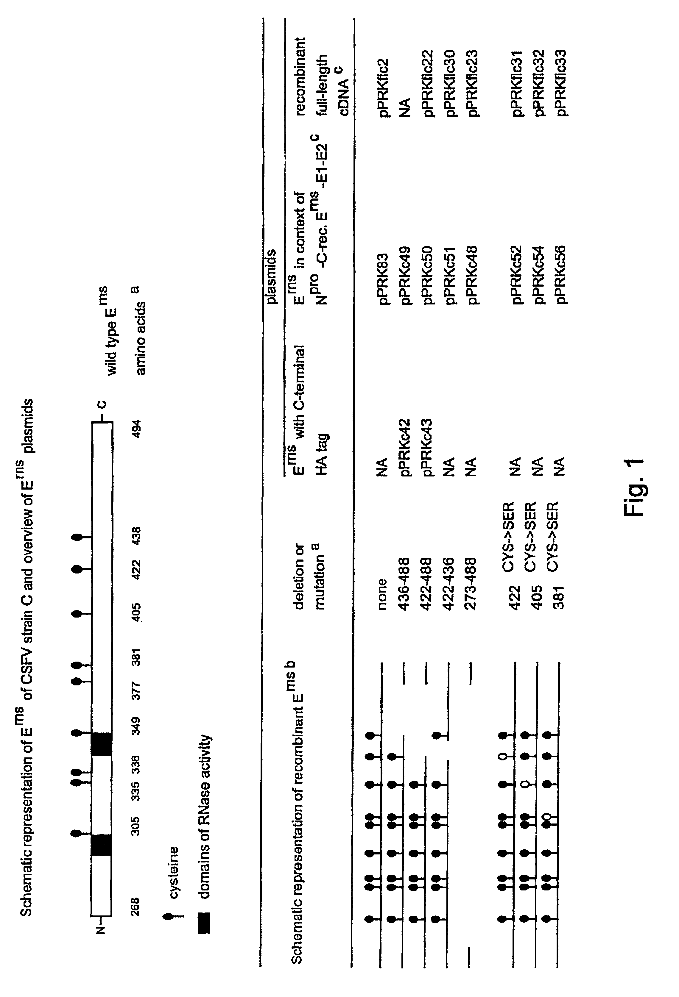 Non-spreading pestivirus