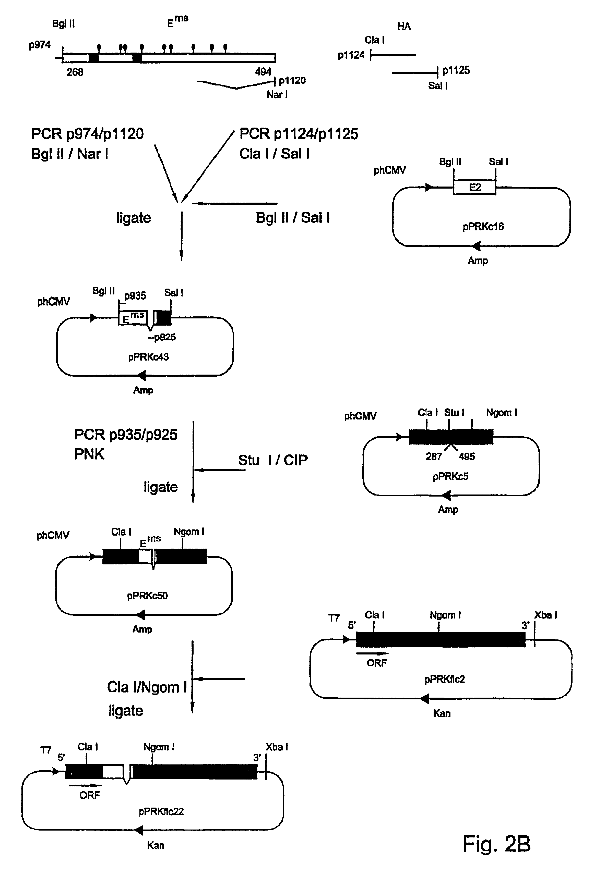 Non-spreading pestivirus