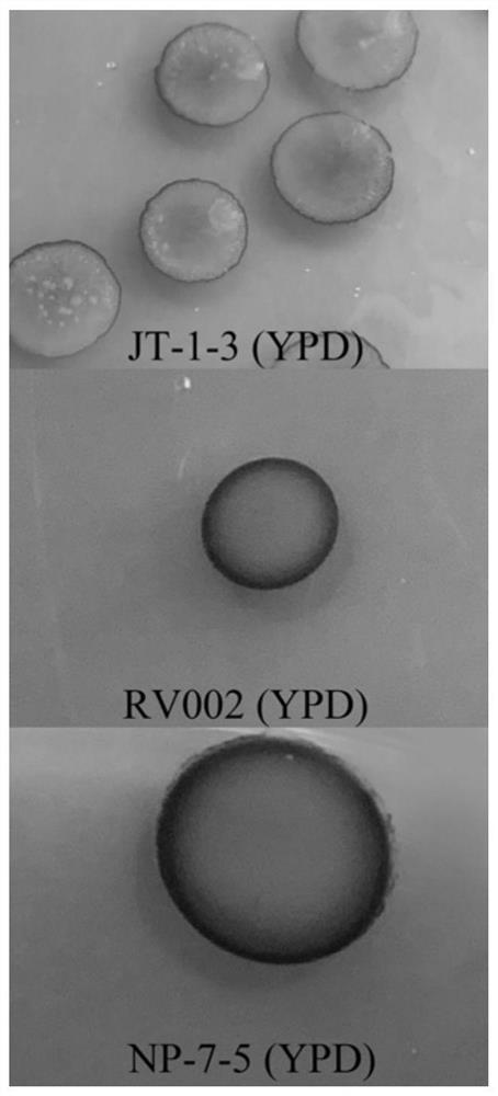 Dynamic brewing method of low-alcohol fruit wine