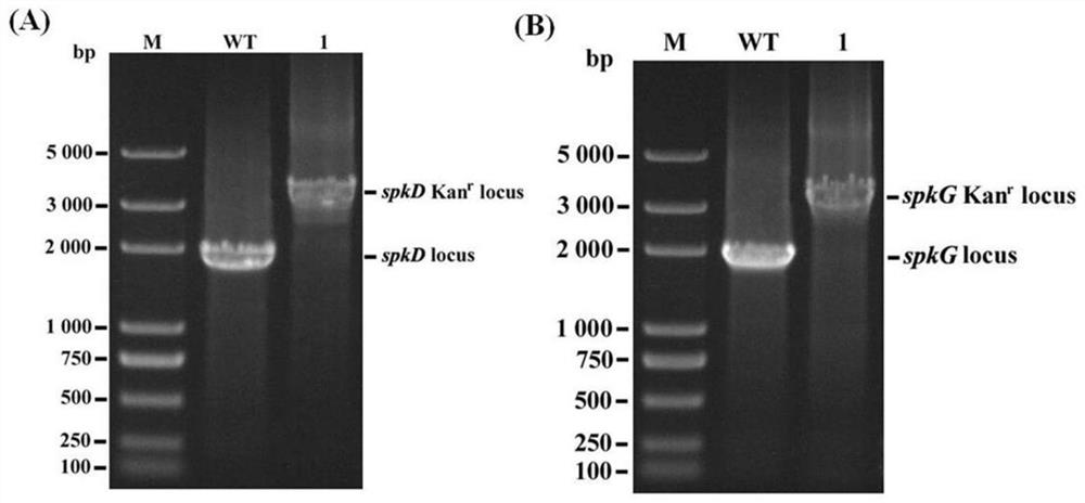 A method and application of regulating unsaturated fatty acid synthesis in Synechocystis