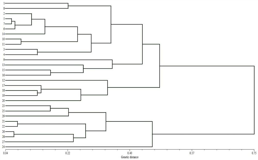 The ssr primer set developed based on eggplant transcriptome sequencing data and its application