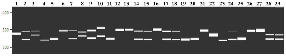 The ssr primer set developed based on eggplant transcriptome sequencing data and its application