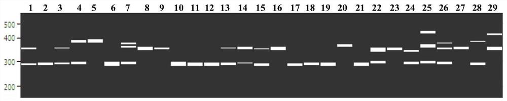 The ssr primer set developed based on eggplant transcriptome sequencing data and its application