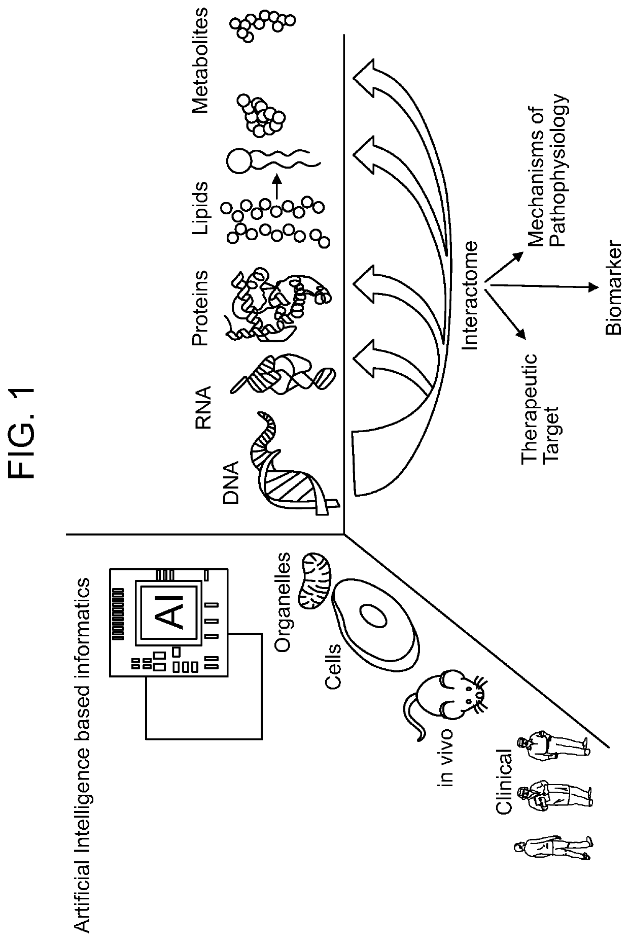 Use of markers including filamin A in the diagnosis and treatment of prostate cancer