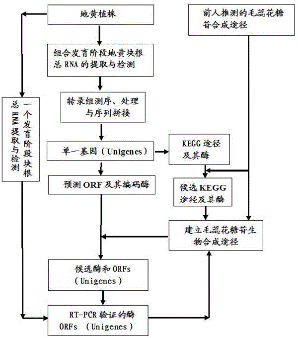 Verbascoside biosynthesis pathway and verbascoside biosynthesis enzyme related genes
