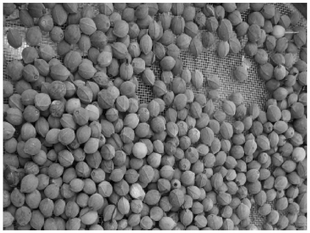 Large-scale breeding method for tilia amurensis