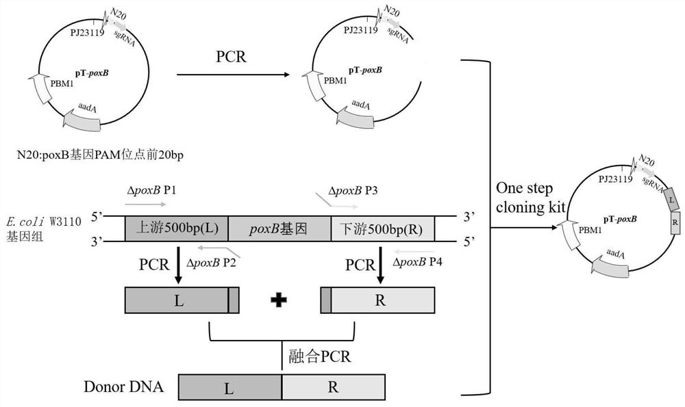 Plasmid-free and inducer-free genetically engineered bacterium for producing D-pantothenic acid and construction method