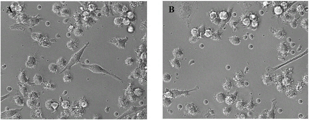 Combination factor for promoting maturity of dendritic cells and method for cultivating dendritic cells