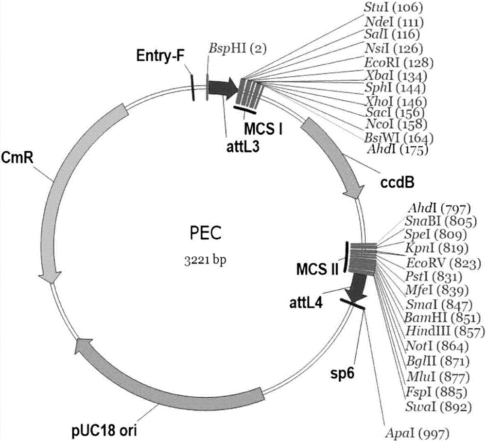 Specific promoter GmFTL2 for anthers, ovules and root caps of soybeans and application of specific promoter GmFTL2