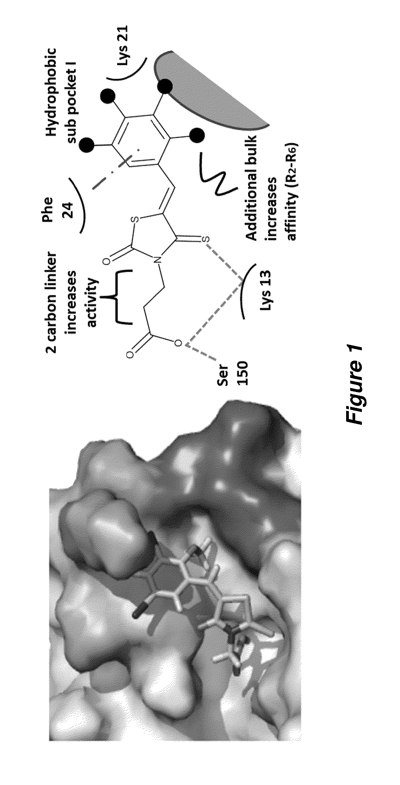 Thioxothiazolidine inhibitors