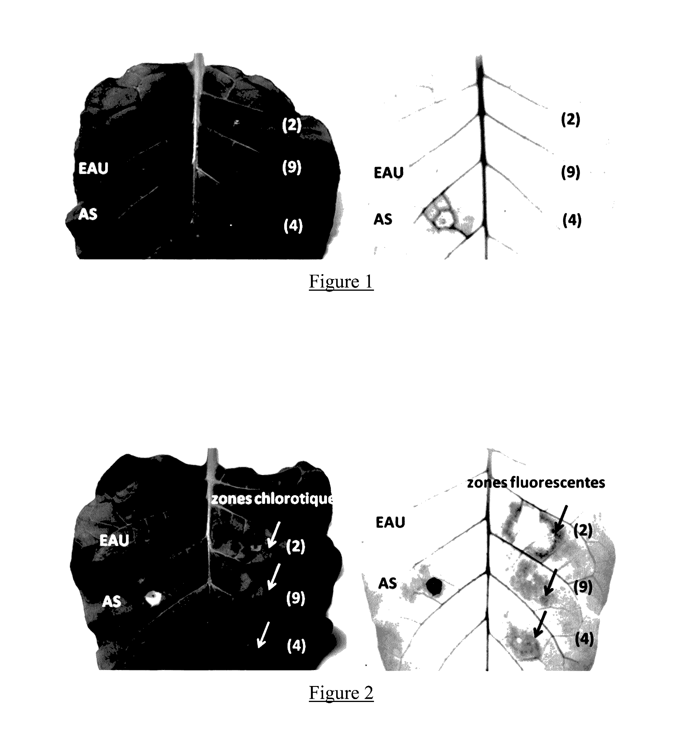 Method for reusing leaves from arborescent woody plants, for the phytopharmaceutical industry