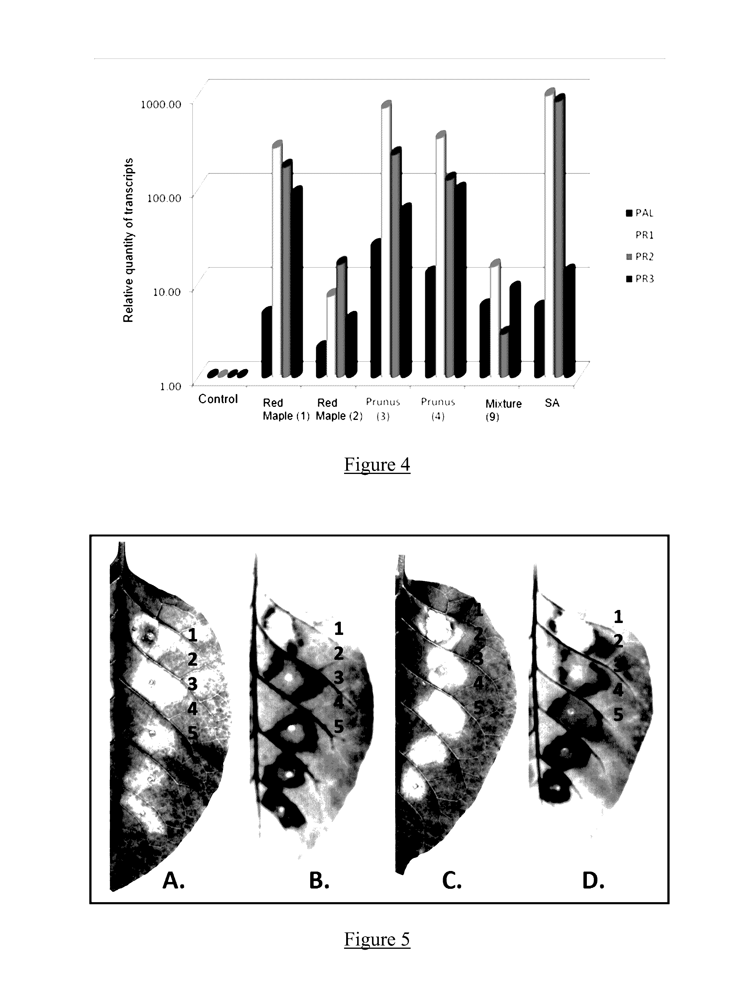 Method for reusing leaves from arborescent woody plants, for the phytopharmaceutical industry