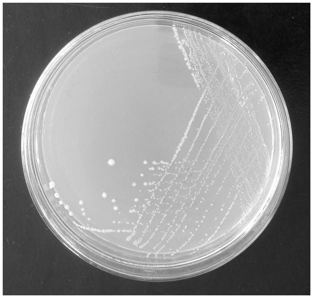 A kind of Bacillus subtilis and its application in aquaculture