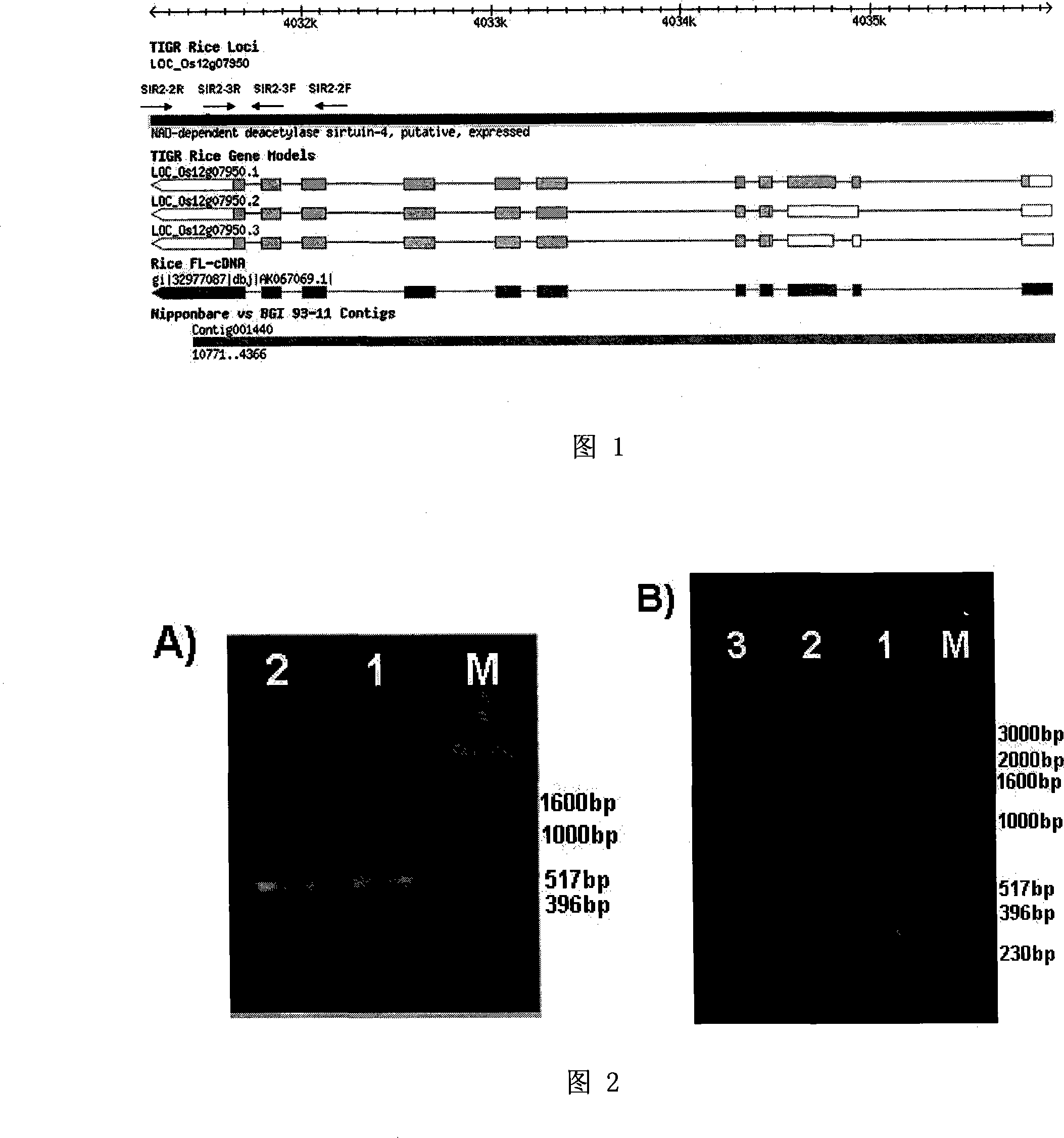 Auxiliary screening method for indica rice and japonica rice