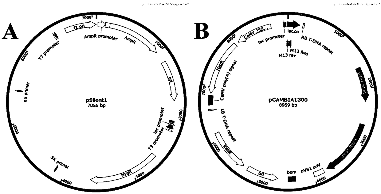 Construction and application of trans-Sm1-chit 42 trichoderma engineering bacteria