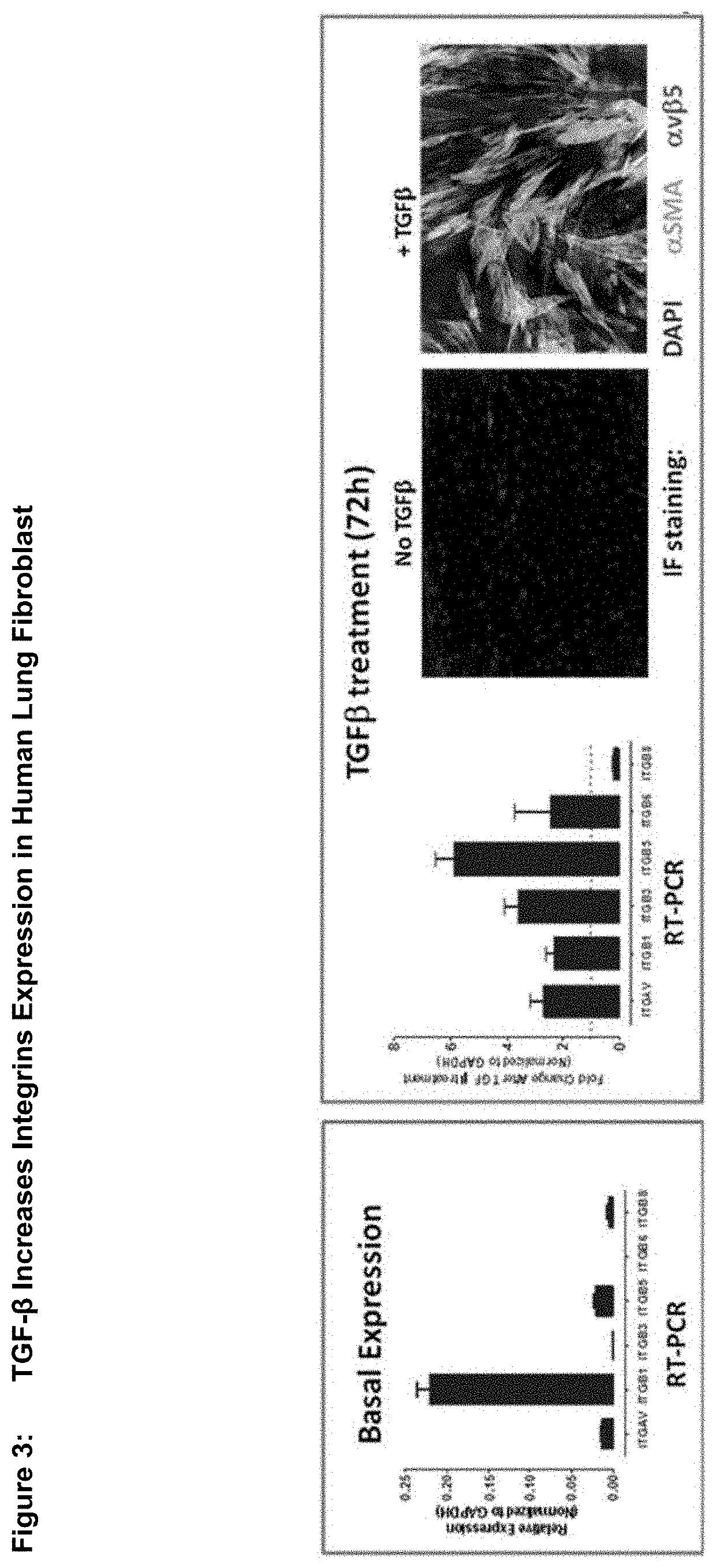 Anti-alpha-v integrin antibody for the treatment of fibrosis and/or fibrotic disorders