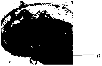 Method for simply researching root aphids