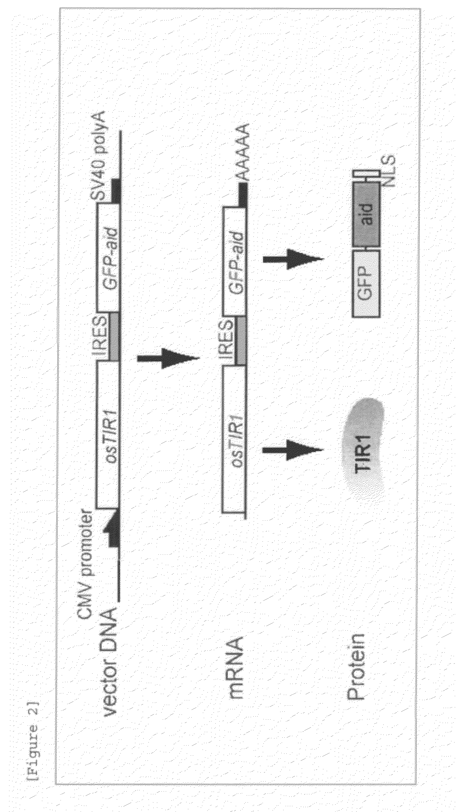Method for inducing degradation of protein in mammalian cell
