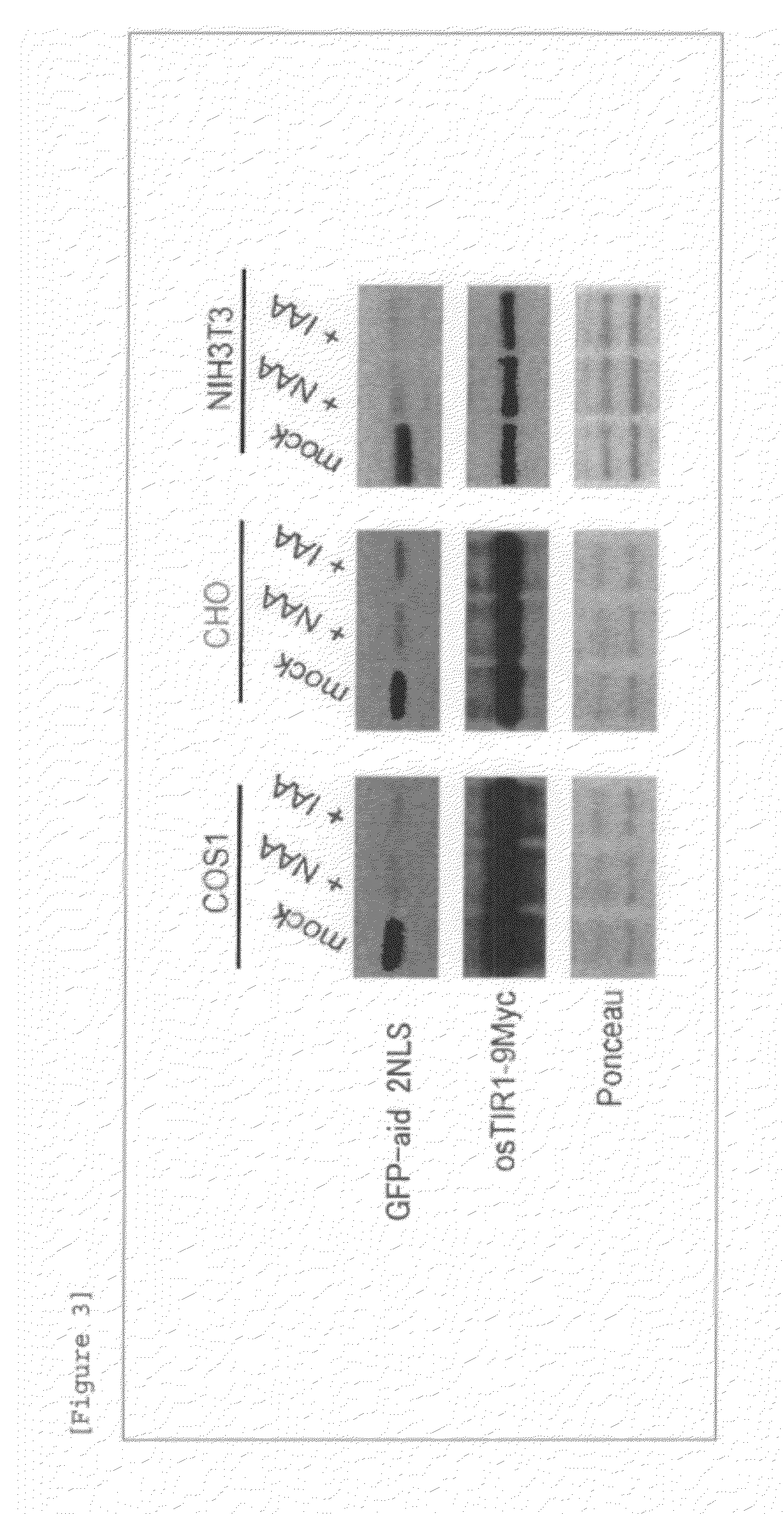 Method for inducing degradation of protein in mammalian cell