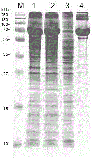 Method for expressing and purifying soluble dermatophagoides pteronyssinus major allergen Der p 2 protein