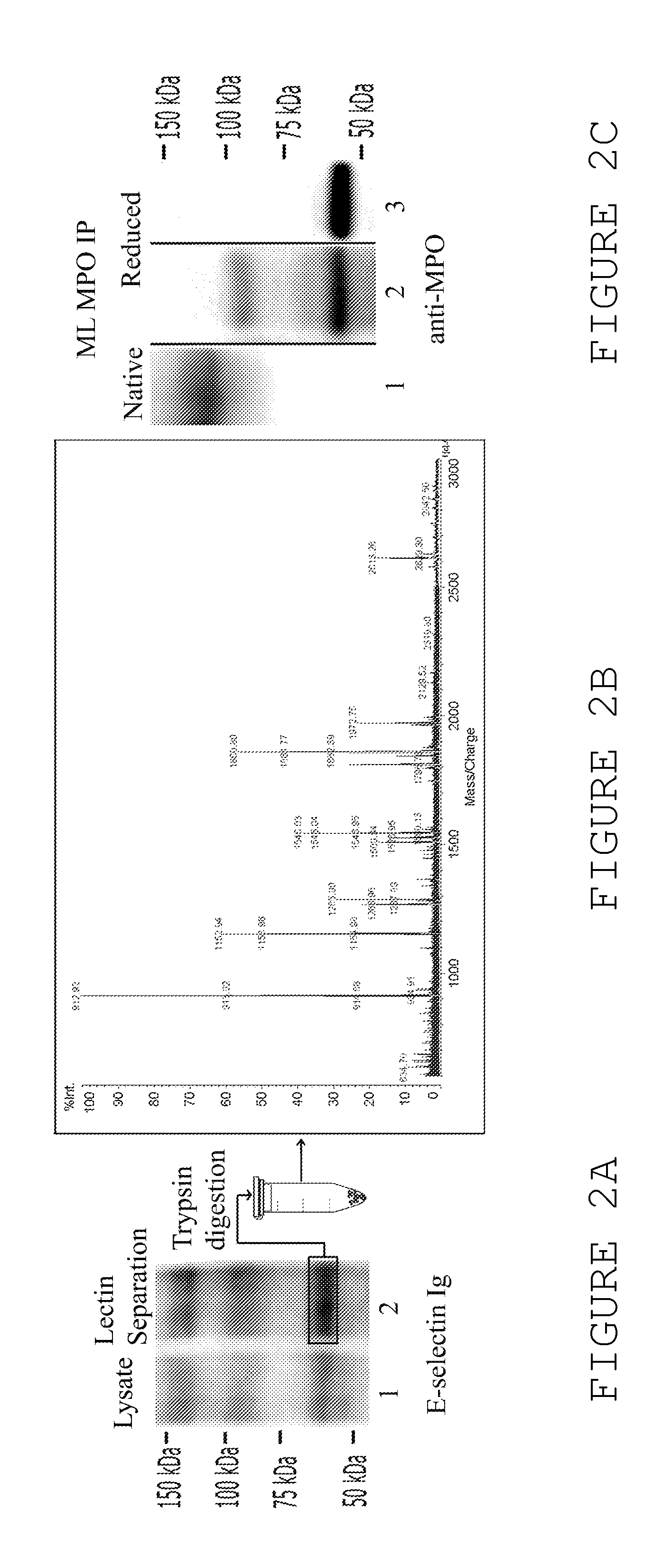 Methods of treating complications and disorders associated with g-csf administration