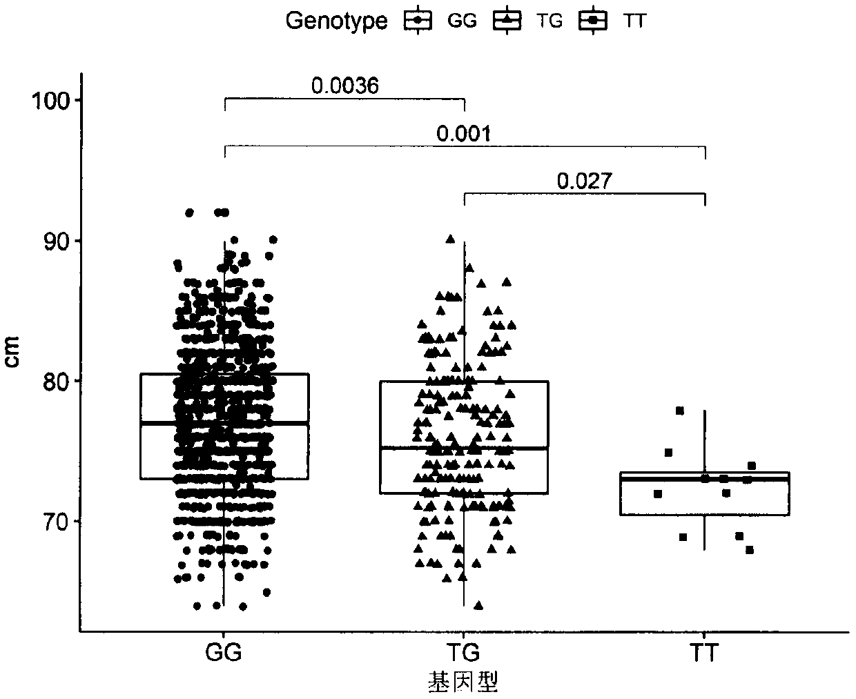 SNP locus related to hind leg length on chromosome 6 of meat Simmental cattle and application of SNP locus