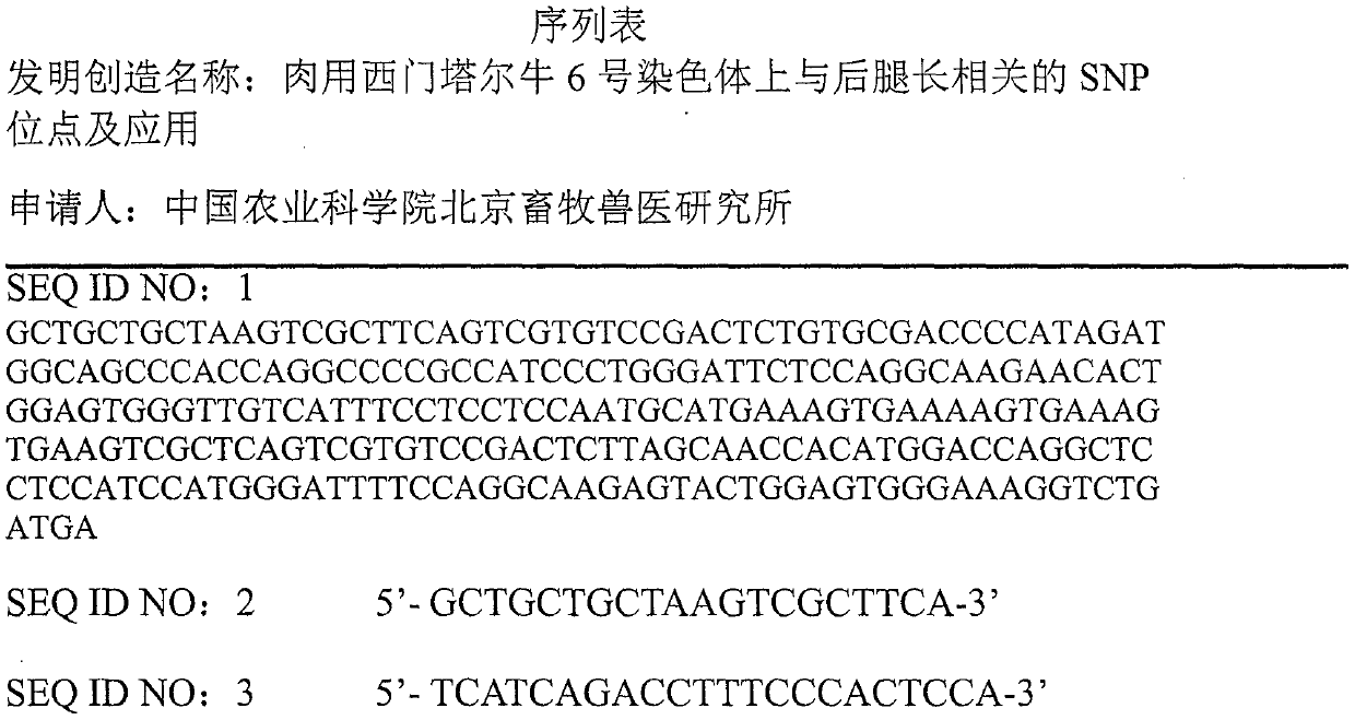 SNP locus related to hind leg length on chromosome 6 of meat Simmental cattle and application of SNP locus