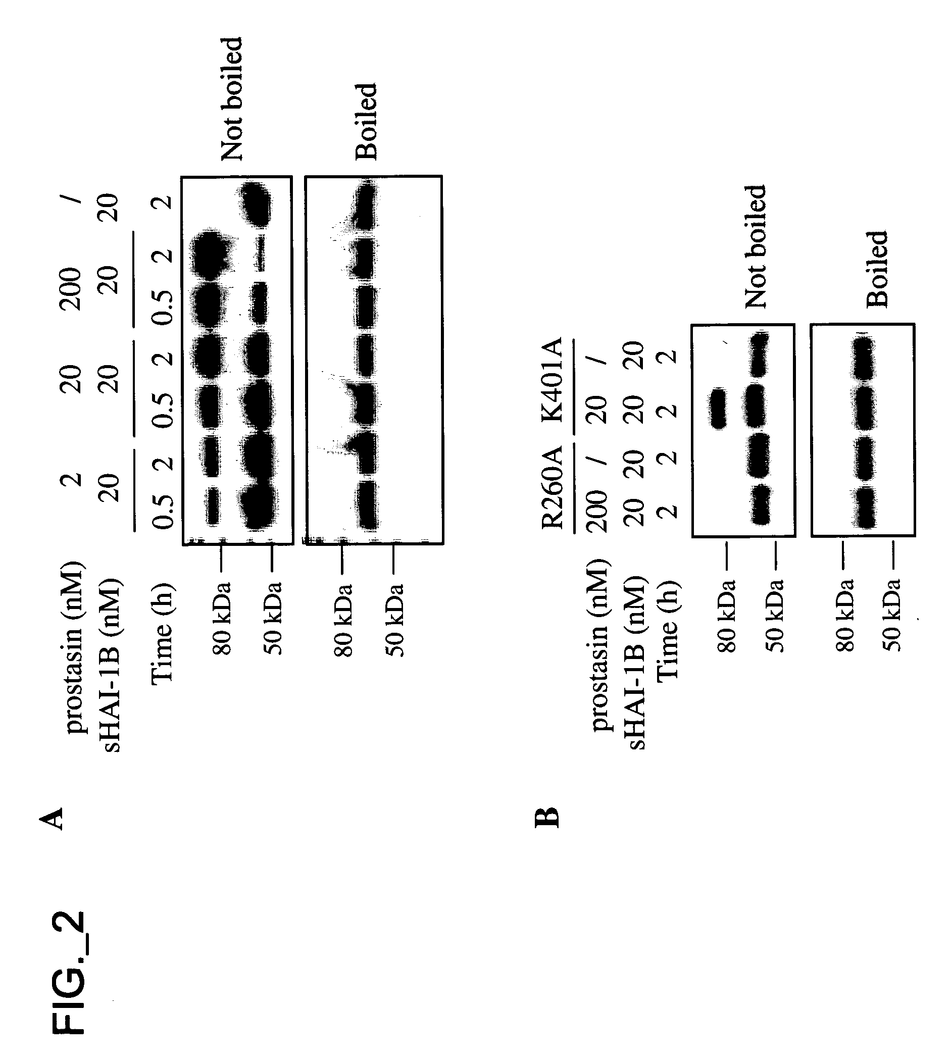Methods and compositions for modulating prostasin