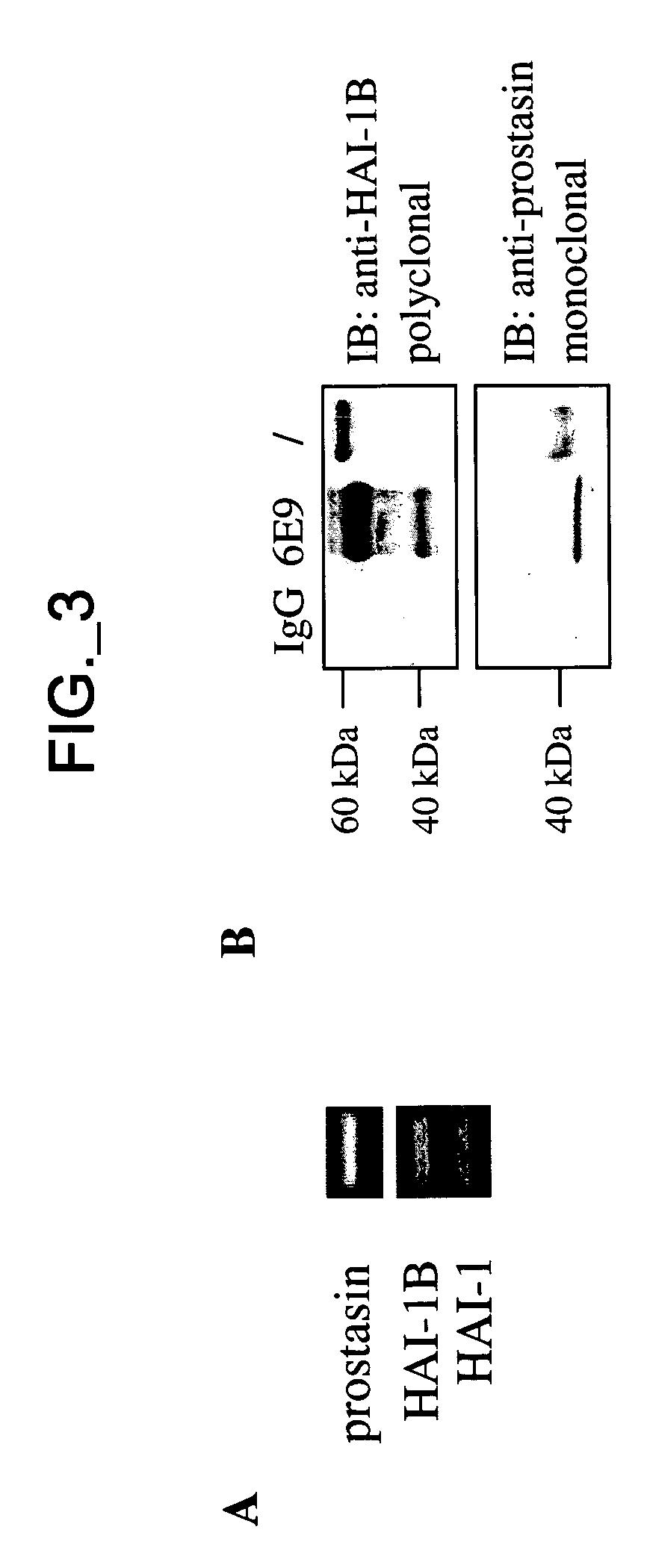 Methods and compositions for modulating prostasin