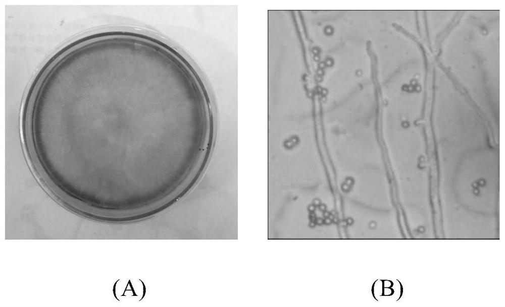 Cold area wheat straw decomposing fungus Penicillium erythrogenes strain and its fermentation culture method and application