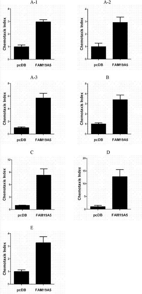 Secretory protein with migration activity and application thereof