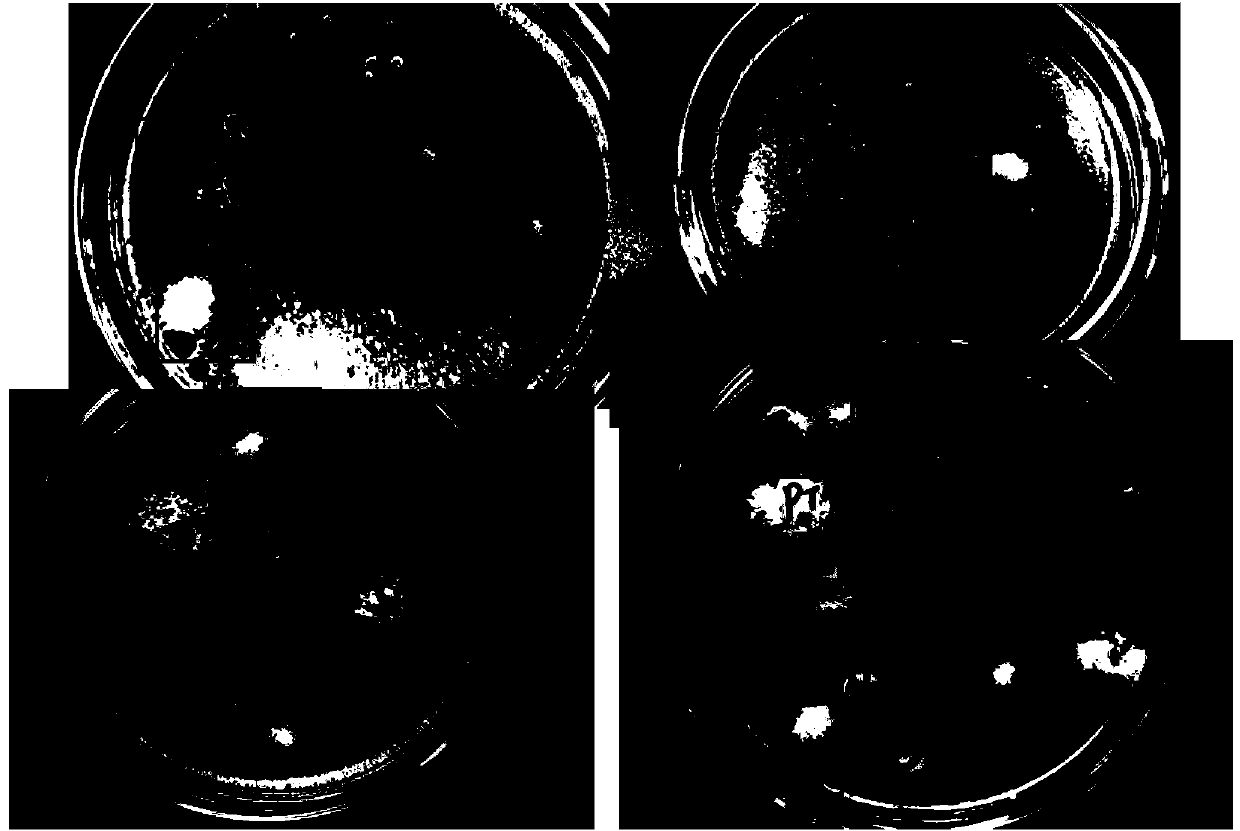 Method for extracting filamentous fungi genome DNA and rapid screening method for kit and genetic transformant