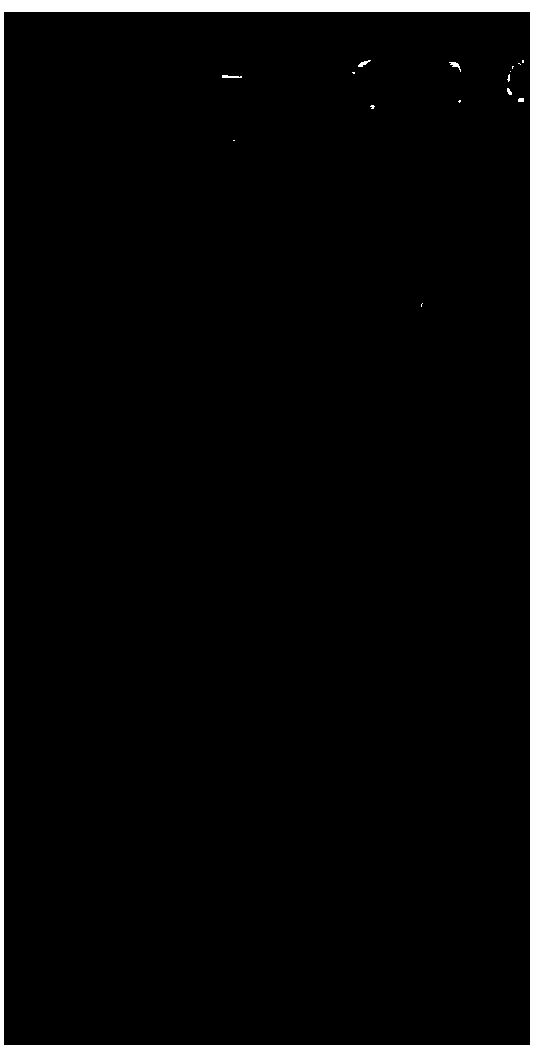 Method for extracting filamentous fungi genome DNA and rapid screening method for kit and genetic transformant