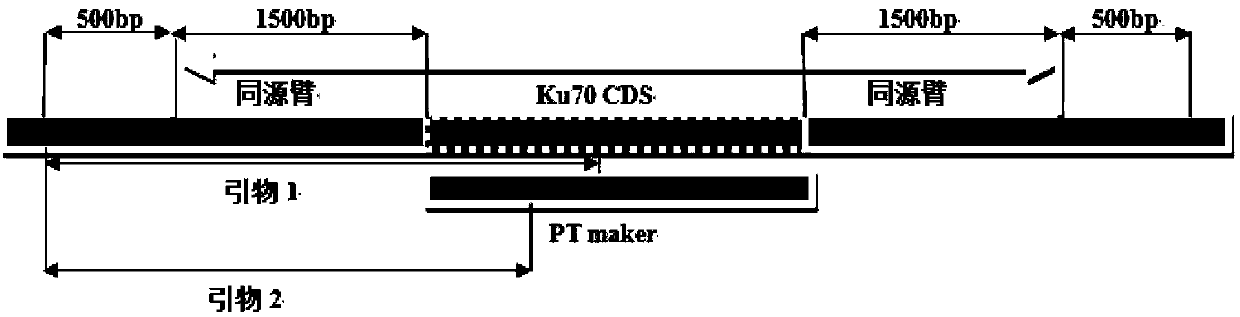 Method for extracting filamentous fungi genome DNA and rapid screening method for kit and genetic transformant