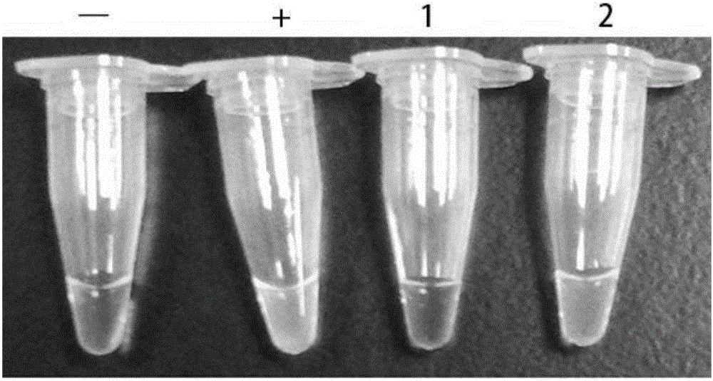 LAMP primer group, kit and method for rapid identification of tsutsugamushi disease rickettsia