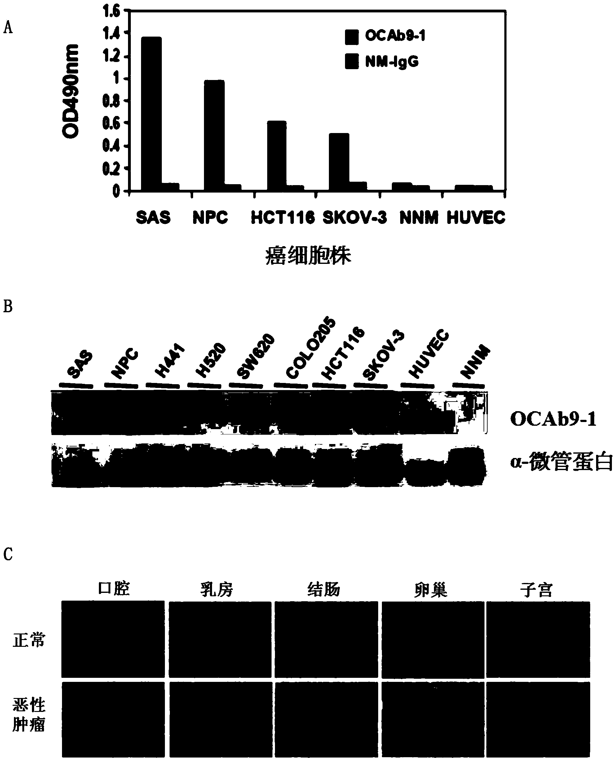 Anti-epithelial cell adhesion molecule (EpCAM) antibodies and methods of use thereof