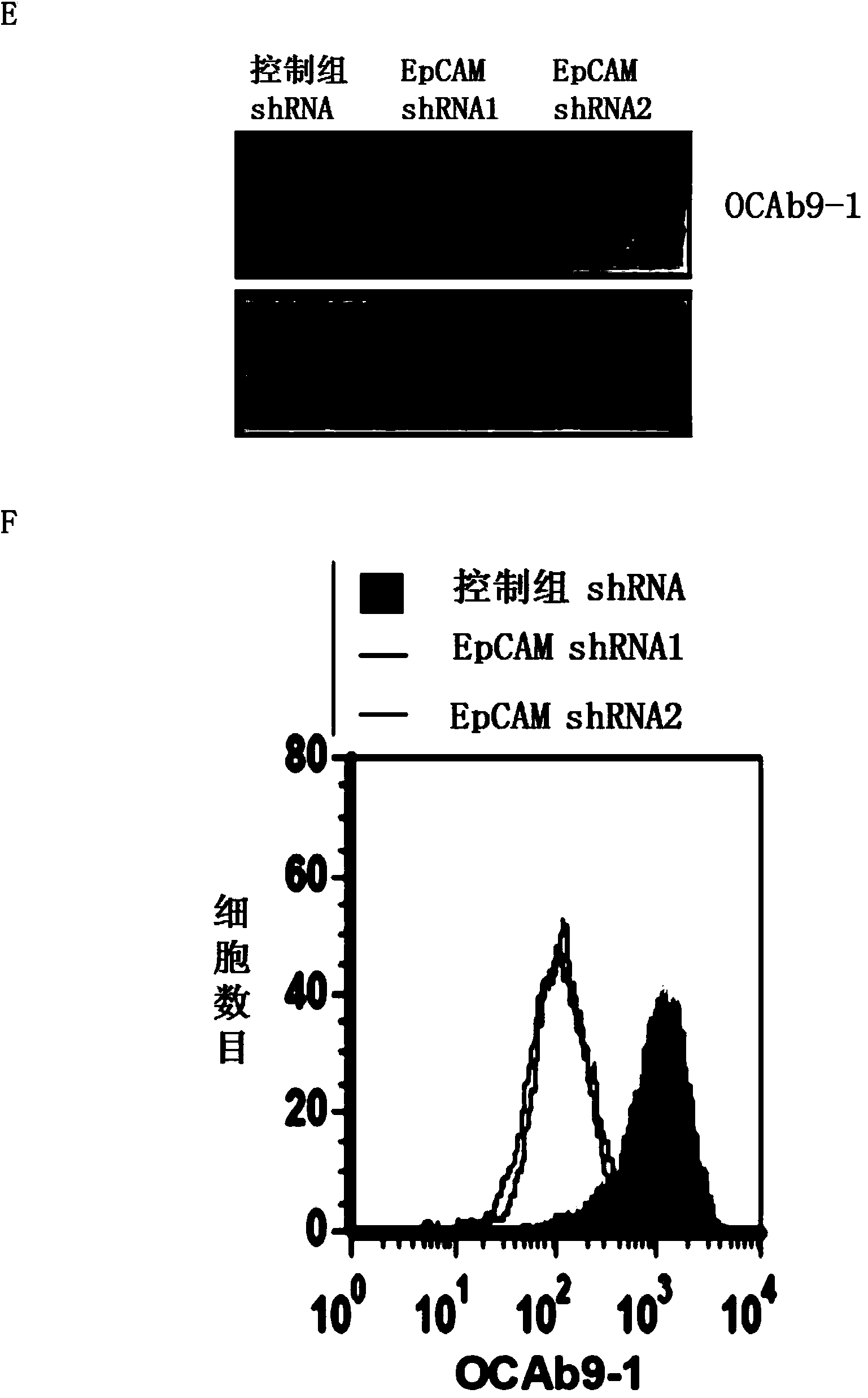 Anti-epithelial cell adhesion molecule (EpCAM) antibodies and methods of use thereof