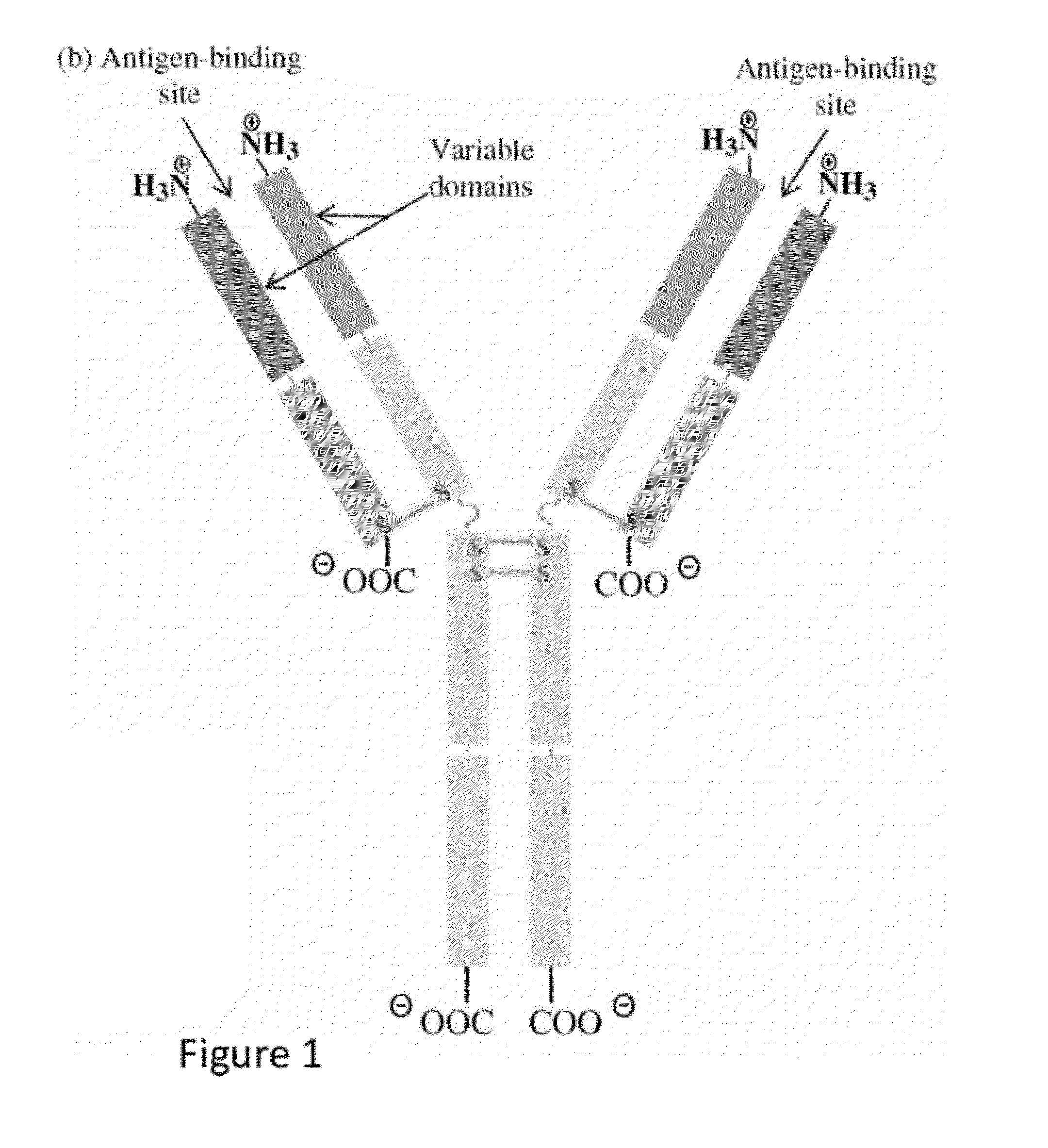 Methods and reagents for creating monoclonal antibodies