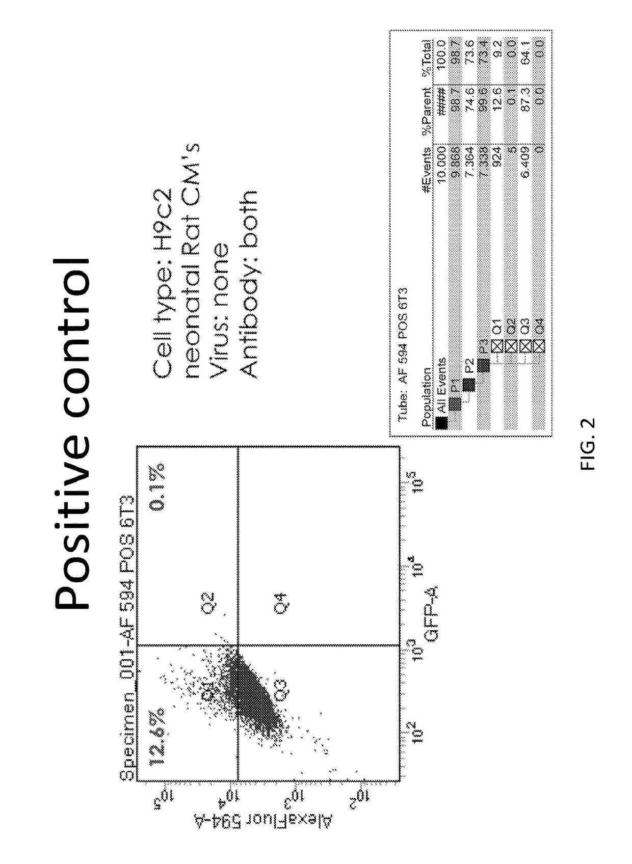 p63 INACTIVATION FOR THE TREATMENT OF HEART FAILURE