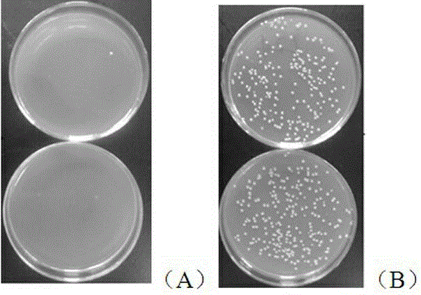 Antifreeze polypeptide prepared from fish-derived collagens and preparation method thereof