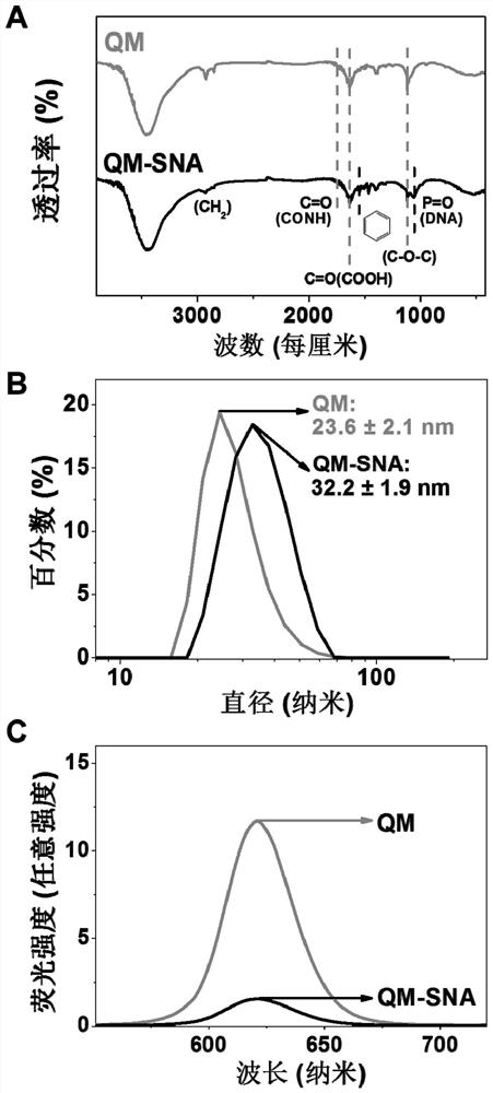 Quantum dot micelle spherical nucleic acid sensor as well as preparation method and application thereof in Pb &lt; 2 + &gt; detection